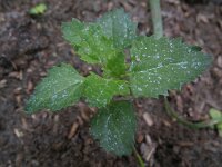 Chenopodiastrum murale 5, Muurganzenvoet, Saxifraga-Rutger Barendse