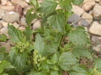 Chenopodiastrum murale 8, Muurganzenvoet, Saxifraga-Peter Meininger