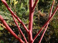 Chenopodium berlandieri 8, Texaanse ganzenvoet, Saxifraga-Rutger Barendse