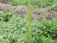 Chenopodium urbicum 3, Trosganzenvoet, Saxifraga-Rutger Barendse