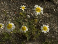 Chrysanthemum coronarium var discolor 21, Saxifraga-Willem van Kruijsbergen