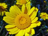 Chrysanthemum myconis 3, Saxifraga-Hans Grotenhuis