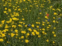 Chrysanthemum segetum 14, Gele ganzenbloem, Saxifraga-Jan van der Straaten