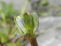 Cichorium calvum 2, Saxifraga-Rutger Barendse