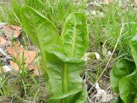 Cichorium endivia 4, Saxifraga-Rutger Barendse