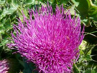 Cirsium acaulis 30, Aarddistel, Saxifraga-Hans Grotenhuis