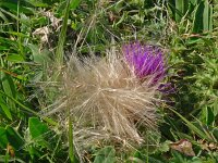 Cirsium acaulis 37, Aarddistel, Saxifraga-Hans Grotenhuis