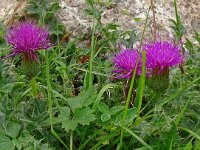 Cirsium acaulis 39, Aarddistel, Saxifraga-Hans Grotenhuis