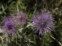 Cirsium creticum 3, Saxifraga-Willem van Kruijsbergen