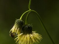 Bleekgele vederdistel  Cirsium erisithalis - Bleekgele vederdistel