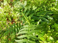 Cirsium erisithales 5, Bleekgele vederdistel, Saxifraga-Rutger Barendse