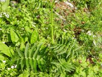 Cirsium erisithales 6, Bleekgele vederdistel, Saxifraga-Rutger Barendse