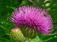 Cirsium helenioides 15, Saxifraga-Hans Grotenhuis