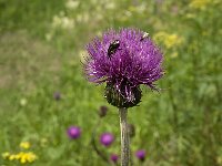Cirsium helenioides 4, Saxifraga-Jan van der Straaten