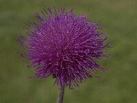Cirsium helenioides 7, Saxifraga-Willem van Kruijsbergen