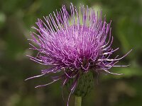 Cirsium heterophyllum 2, Saxifraga-Jan van der Straaten
