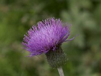 Cirsium heterophyllum 25, Saxifraga-Willem van Kruijsbergen