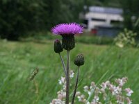 Cirsium heterophyllum 3, Saxifraga-Dirk Hilbers