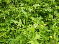 Cirsium montanum 3, Saxifraga-Rutger Barendse