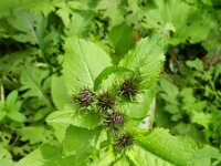 Cirsium montanum 4, Saxifraga-Rutger Barendse
