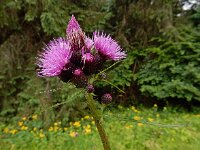 Cirsium rivulare 18, Oeverdistel, Saxifraga-Ed Stikvoort