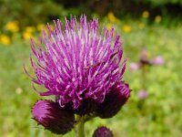 Cirsium rivulare 23, Oeverdistel, Saxifraga-Ed Stikvoort