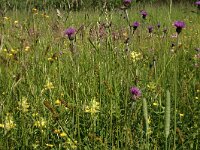 Cirsium rivulare 7, Oeverdistel, Saxifraga-Hans Boll