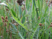 Cirsium rivulare 8, Oeverdistel, Saxifraga-Rutger Barendse