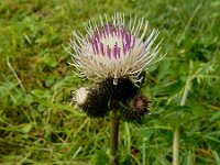 Cirsium x erucagineum 7, hybride Moesdistel en Oeverdistel, Saxifraga-Ed Stikvoort