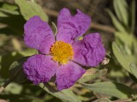 Cistus albidus 22, Saxifraga-Willem van Kruijsbergen