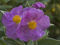 Cistus albidus 23, Saxifraga-Willem van Kruijsbergen