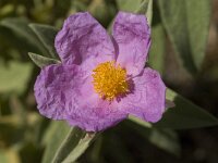 Cistus albidus 25, Saxifraga-Jan van der Straaten