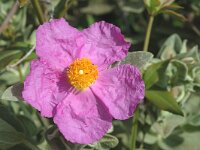 Cistus albidus 3, Saxifraga-Jan van der Straaten