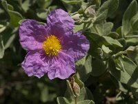 Cistus albidus 32, Saxifraga-Jan van der Straaten