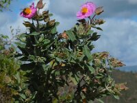 Cistus albidus 34, Saxifraga-Ed Stikvoort
