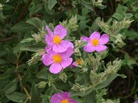 Cistus albidus 4, Saxifraga-Dirk Hilbers