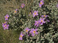 Cistus albidus 9, Saxifraga-Jan van der Straaten