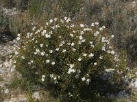 Cistus monspeliensis 12, Saxifraga-Willem van Kruijsbergen