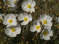 Cistus monspeliensis 13, Saxifraga-Jan van der Straaten