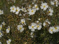 Cistus monspeliensis 15, Saxifraga-Jan van der Straaten