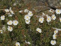 Cistus monspeliensis 17, Saxifraga-Jan van der Straaten