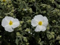 Cistus monspeliensis 23, Saxifraga-Willem van Kruijsbergen