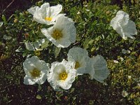 Cistus palhinhae 11, Saxifraga-Jan van der Straaten
