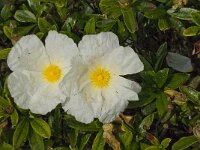 Cistus palhinhae 13, Saxifraga-Jan van der Straaten