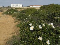 Cistus palhinhae 14, Saxifraga-Jan van der Straaten