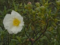 Cistus palhinhae 15, Saxifraga-Jan van der Straaten