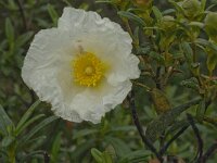 Cistus palhinhae 16, Saxifraga-Jan van der Straaten