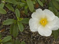 Cistus palhinhae 17, Saxifraga-Jan van der Straaten