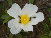 Cistus palhinhae 18, Saxifraga-Willem van Kruijsbergen