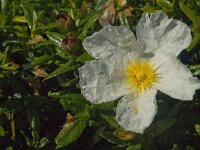 Cistus palhinhae 19, Saxifraga-Jan van der Straaten